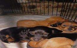 Dachshund dogs for sale: Male - Image 1