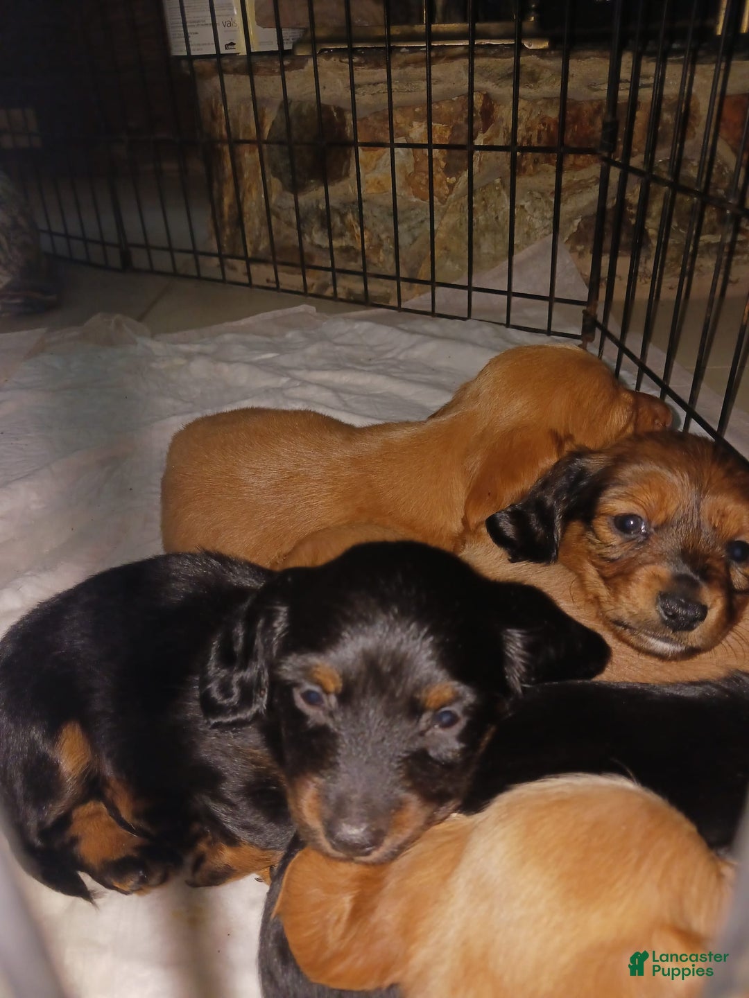 Dachshund dogs for sale: Male - Image 1