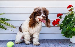 Cocker Spaniel dogs for sale: Charles - Image 9