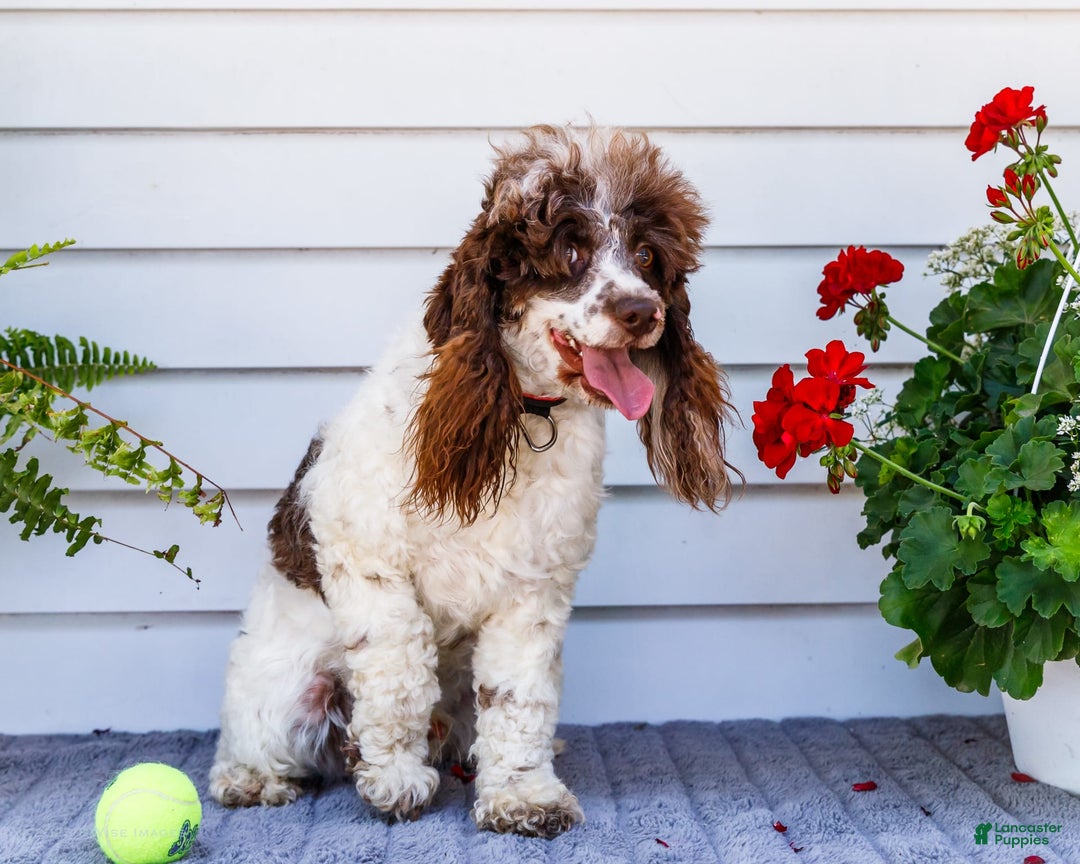 Cocker Spaniel dogs for sale: Charles - Image 9