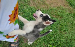 Siberian Husky dogs for sale: Mary - Image 1