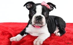 Frenchton dogs for sale: Bailey - Image 6