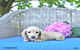 Miniature Dachshund dogs for sale: Theodore - Image 5