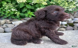 Portuguese Water Dog dogs for sale: Cleo - Image 2