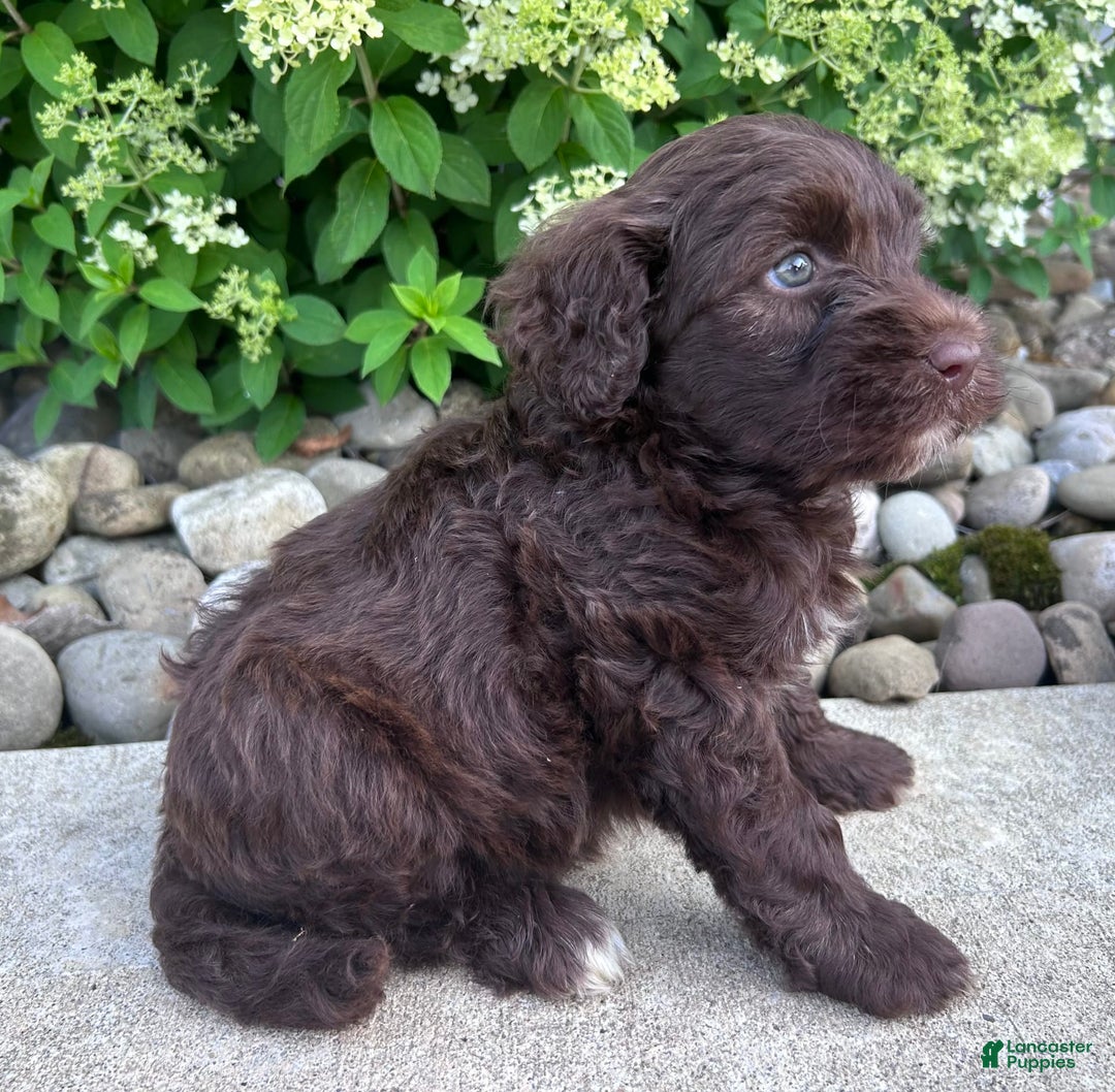 Portuguese Water Dog dogs for sale: Cleo - Image 2
