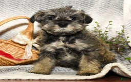 Miniature Schnauzer dogs for sale: Rover - Image 8