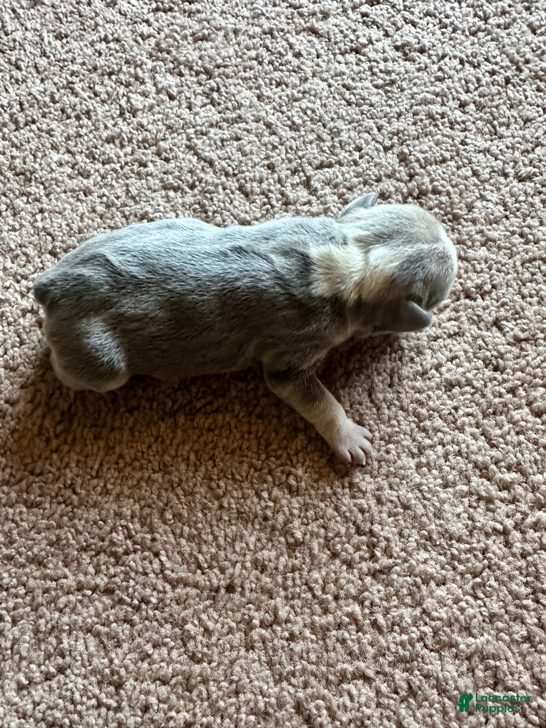French Bulldog dogs for sale: Puppy 2 - Image 2