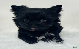 Yorkshire Terrier dogs for sale: Blackie - Image 2
