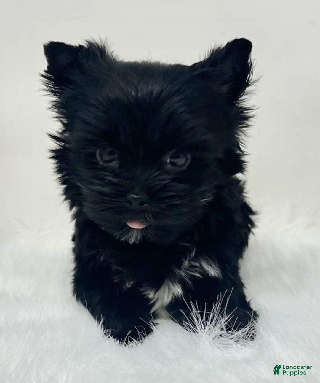 Yorkshire Terrier dogs for sale: Blackie - Image 2