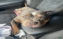 American Bully dogs for sale: Luna - Image 6