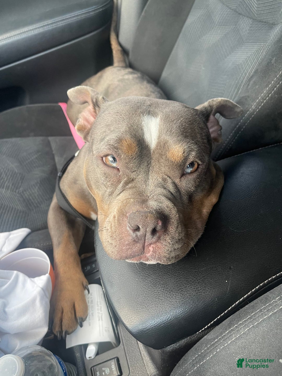 American Bully dogs for sale: Luna - Image 6