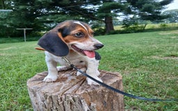 Beagle dogs for sale: Mason - Image 2