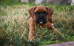 Boxer dogs for sale: Crew - Image 5