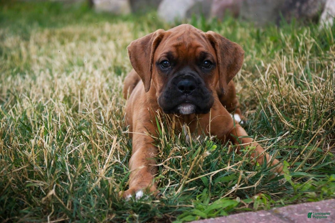Boxer dogs for sale: Crew - Image 5
