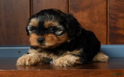 Yorkiepoo dogs for sale: Bella - Image 2