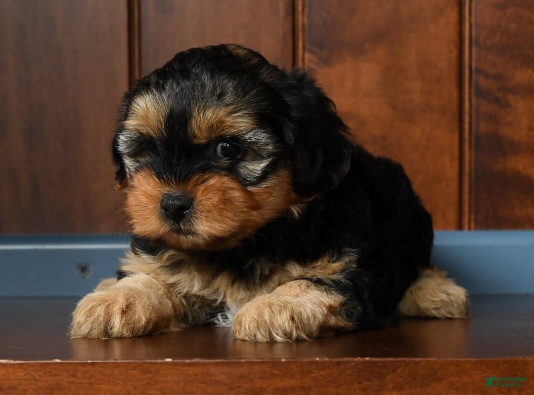 Yorkiepoo dogs for sale: Bella - Image 2