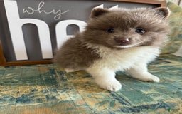 Pomeranian dogs for sale: Austin - Image 14