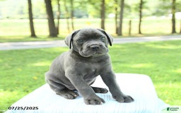Cane Corso dogs for sale: Sapphire - Image 2