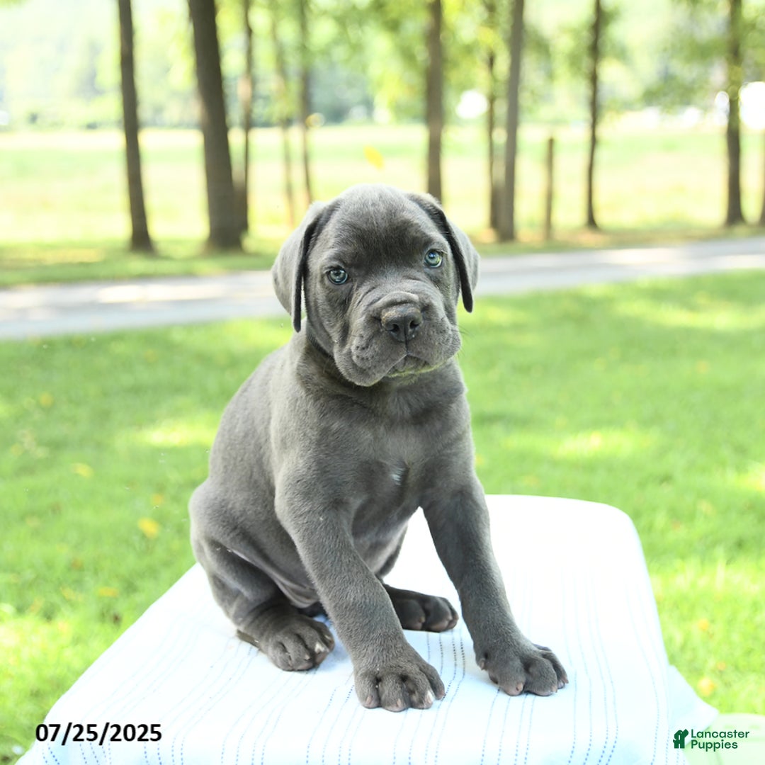 Cane Corso dogs for sale: Sapphire - Image 2
