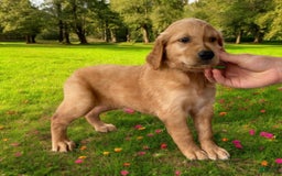 Golden Retriever dogs for sale: Rufus - Image 17
