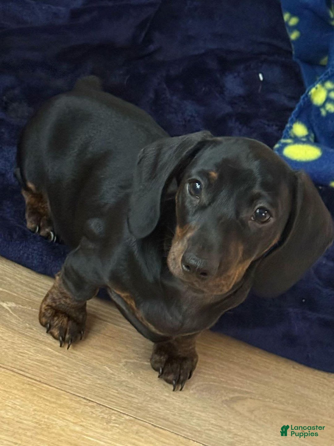 Miniature Dachshund dogs for sale: Ann - Image 6
