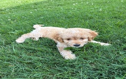 Miniature Golden Retriever dogs for sale: Cody - Image 2