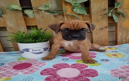 Boxer dogs for sale: Reta - Image 2