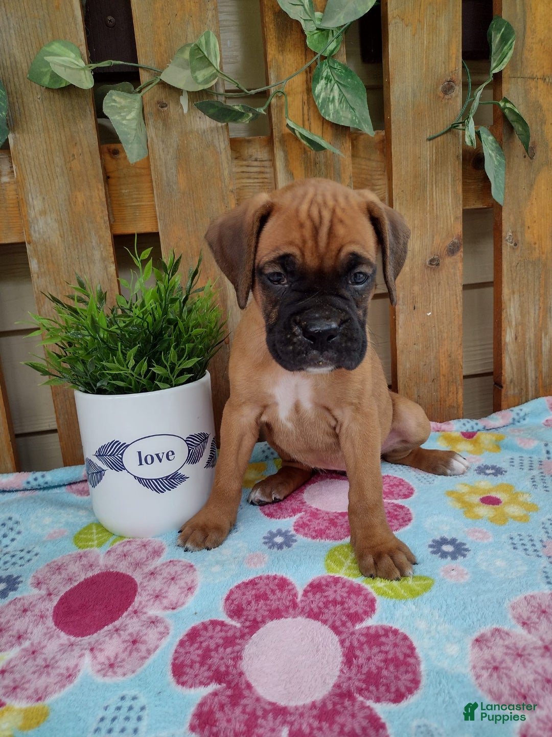 Boxer dogs for sale: Reta - Image 2
