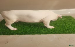 American Bully dogs for sale: Diamond - Image 8