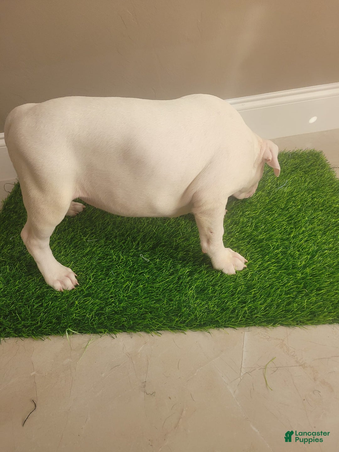 American Bully dogs for sale: Diamond - Image 8