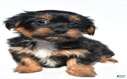 Shorkie dogs for sale: Winnie - Image 4