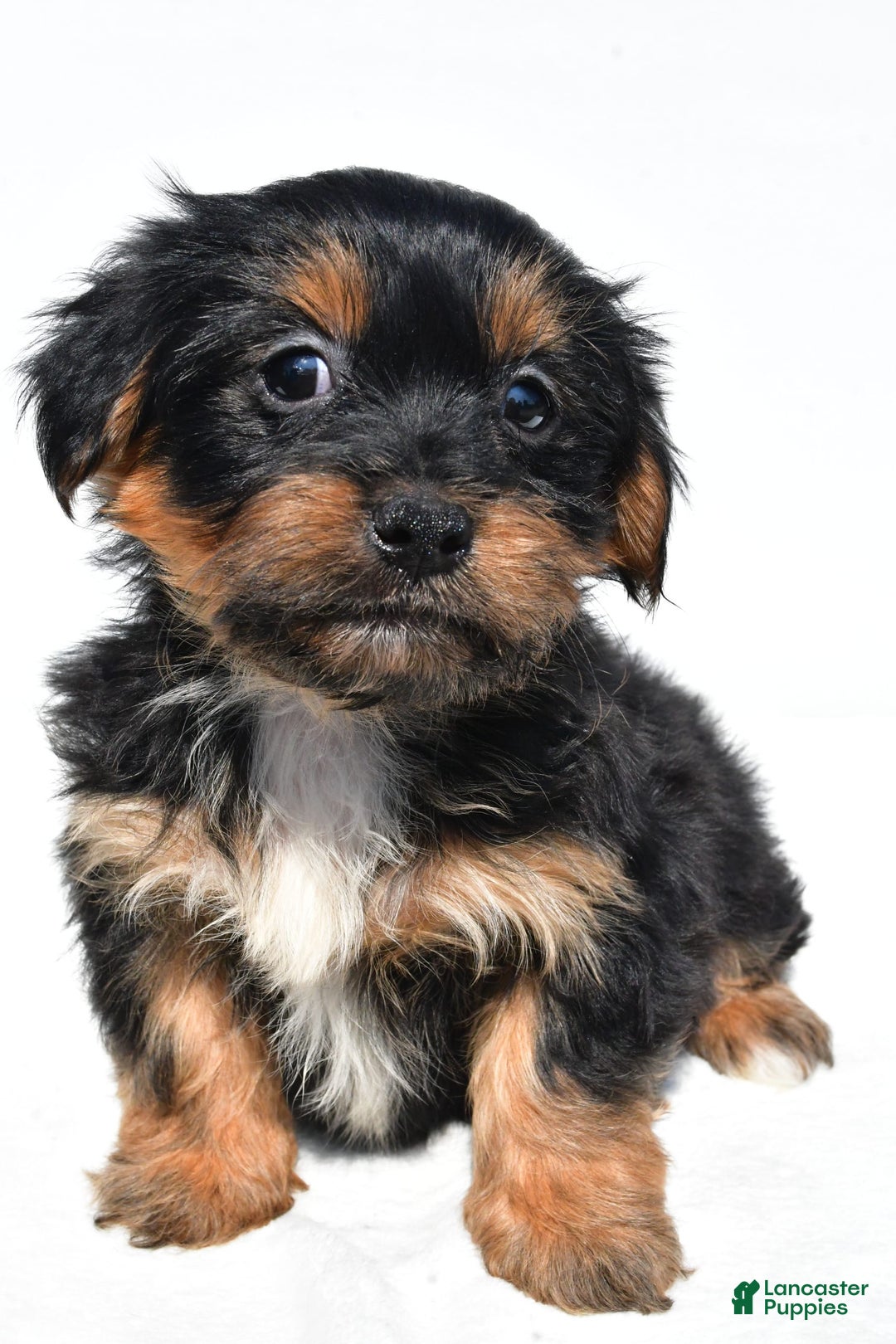 Shorkie dogs for sale: Winnie - Image 4
