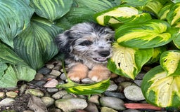 Mini Aussiedoodle dogs for sale: Tulip - Image 24