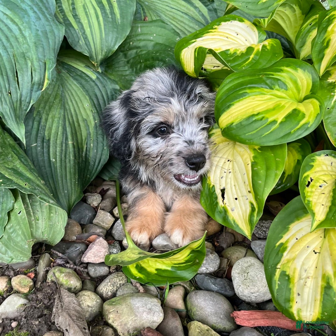 Mini Aussiedoodle dogs for sale: Tulip - Image 24