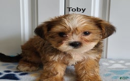 Shorkie dogs for sale: Toby - Image 1