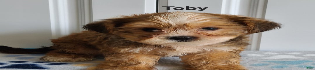 Toby