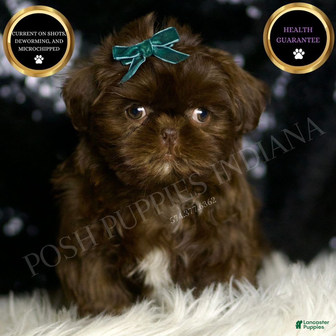 Shih Tzu dogs for sale: Peanut - Image 3