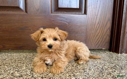 Maltipoo dogs for sale: Frankie - Image 12