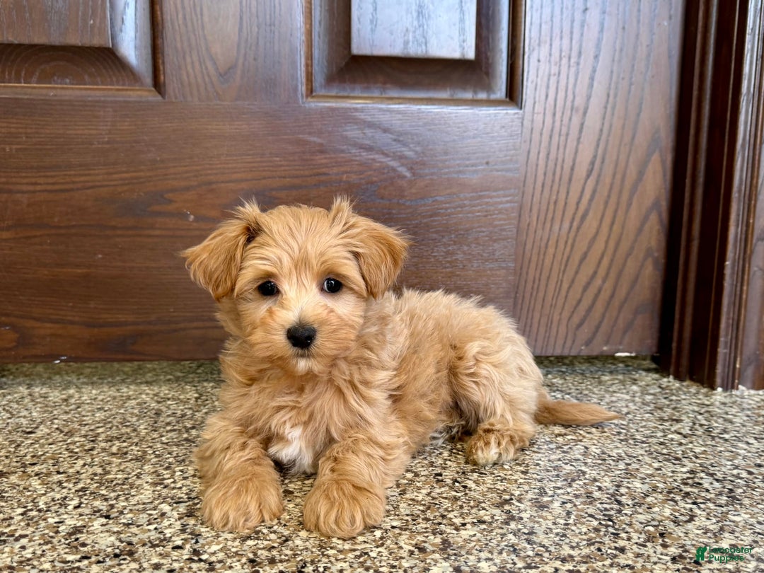 Maltipoo dogs for sale: Frankie - Image 12