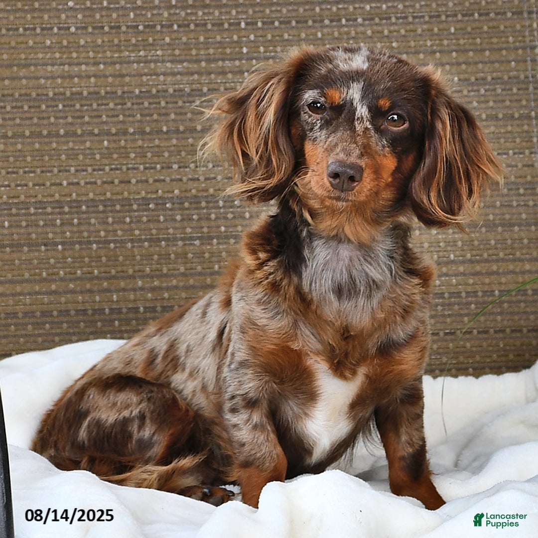 Miniature Dachshund dogs for sale: Dora - Image 6