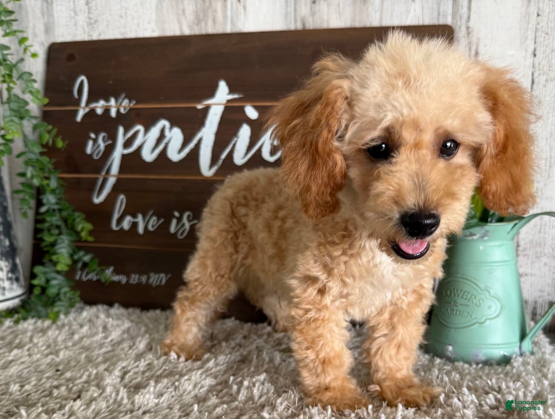 Maltipoo dogs for sale: Eldo - Image 2