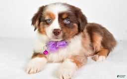 Miniature Australian Shepherd dogs for sale: Teresa - Image 4
