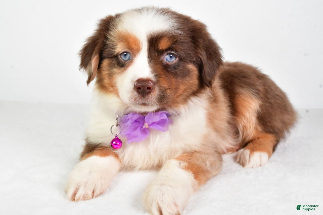 Miniature Australian Shepherd dogs for sale: Teresa - Image 4
