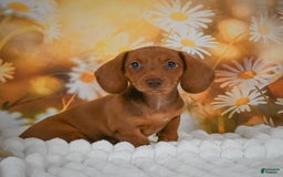 Miniature Dachshund dogs for sale: Lavander - Image 1