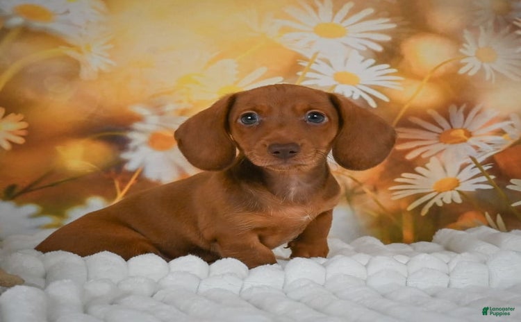 Miniature Dachshund dogs for sale - Ad 2