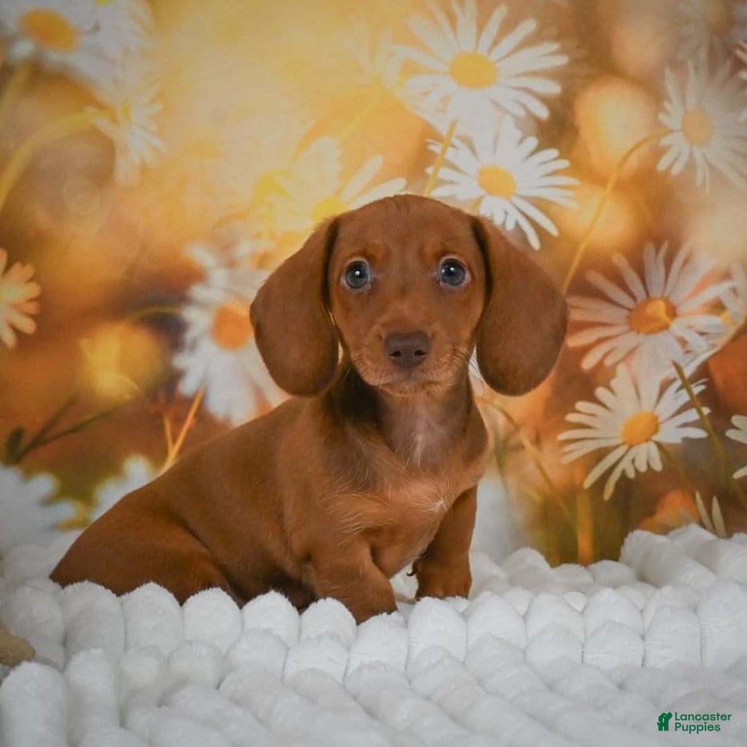 Miniature Dachshund dogs for sale: Lavander - Image 1