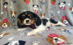 Cavalier King Charles Spaniel dogs for sale: Chewy - Image 1