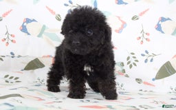 Toy Poodle dogs for sale: Bennet - Image 6
