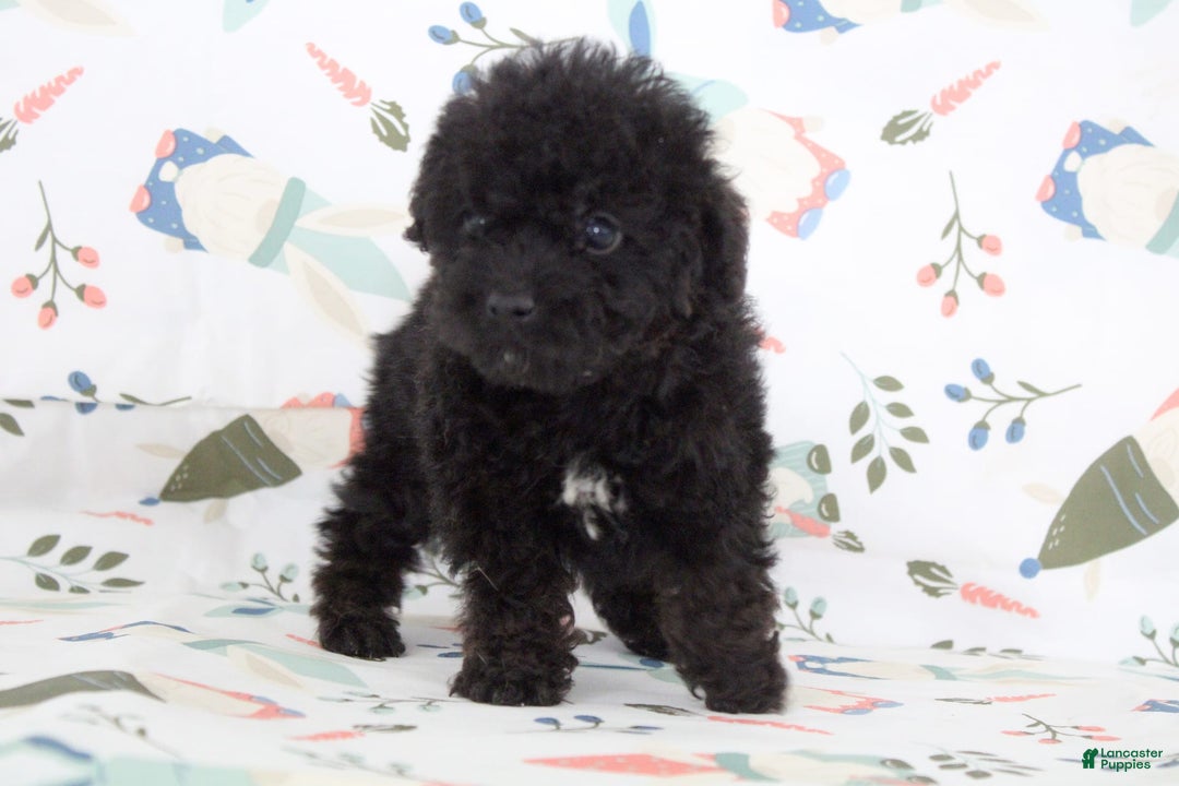 Toy Poodle dogs for sale: Bennet - Image 6