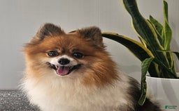 Pomeranian dogs for sale: Cuddles - Image 5
